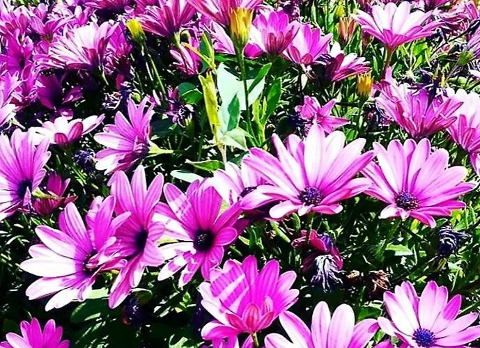 Nocleg ze śniadaniem Il Sogno