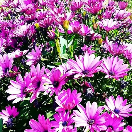 Alojamento de Acomodação e Pequeno-almoço Il Sogno